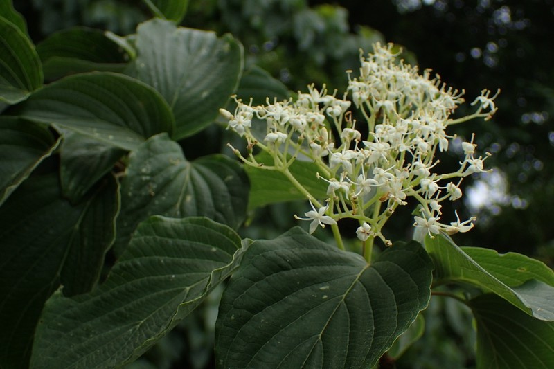 Giant Dogwood photo 6
