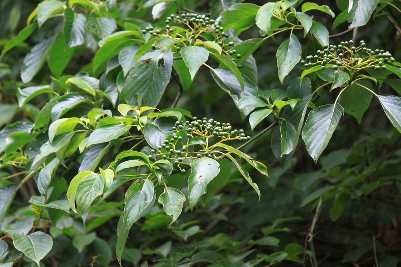 Giant Dogwood photo 7