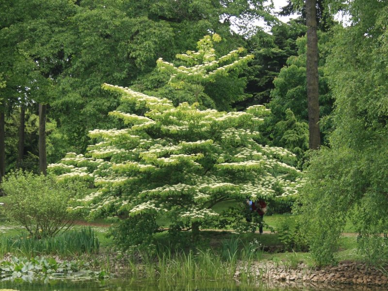 Giant Dogwood photo 2