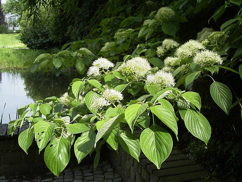 Giant Dogwood photo 3