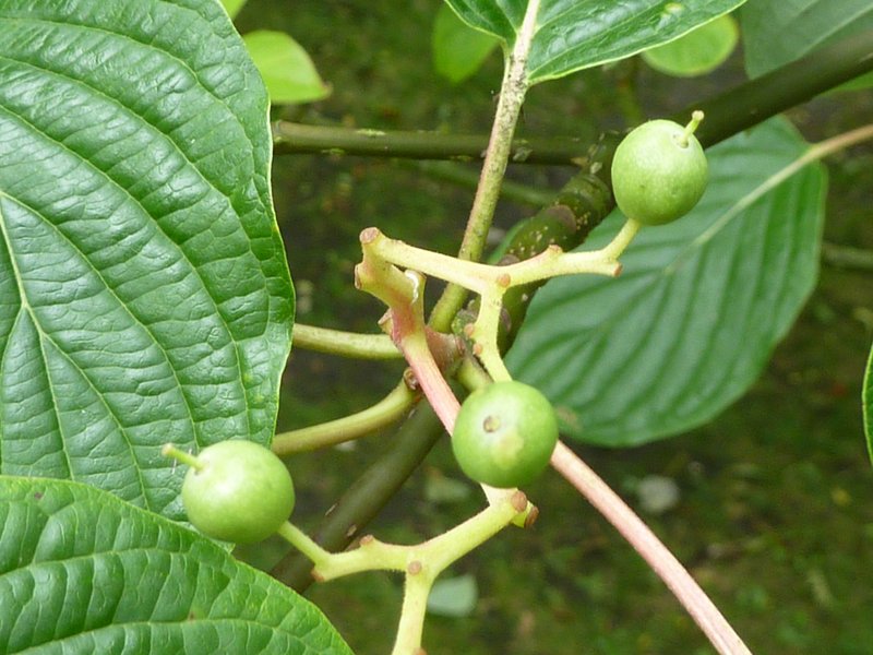 Giant Dogwood photo 4