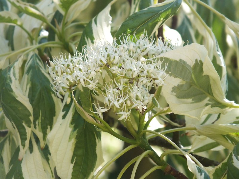 Giant Dogwood photo 5