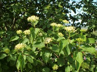 Cornus darvasica