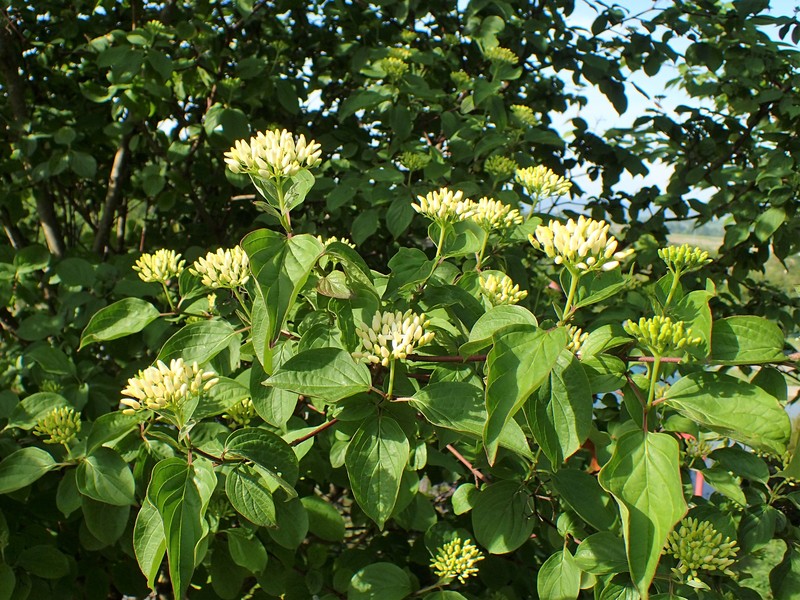 Cornus darvasica