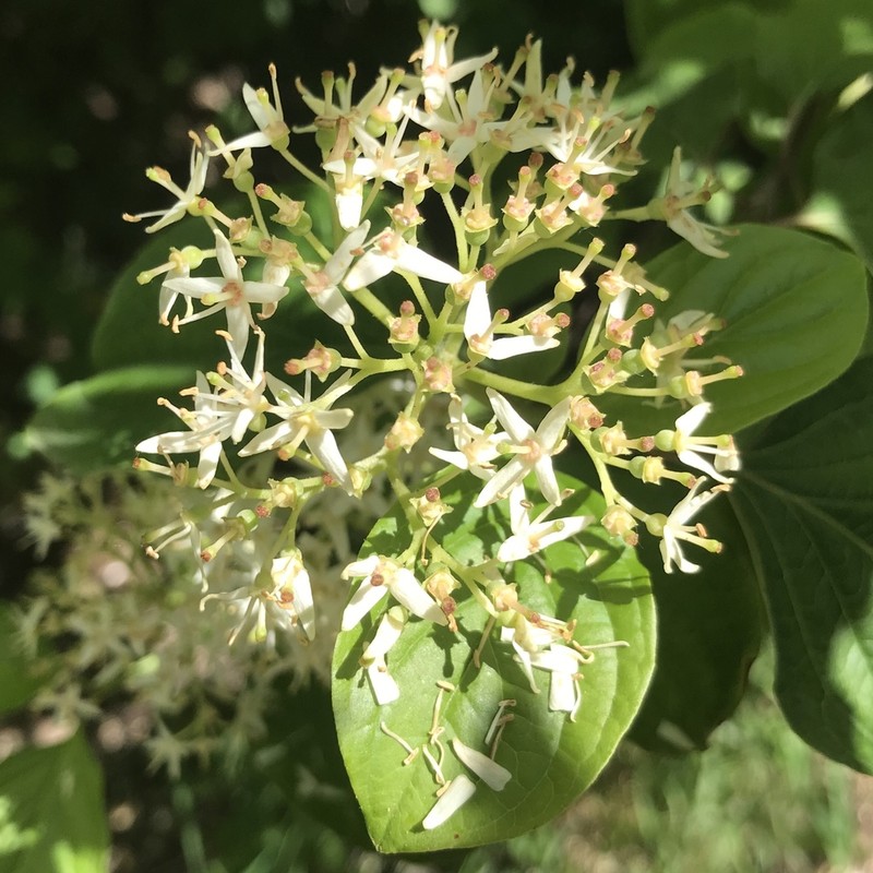 Cornus darvasica photo 2