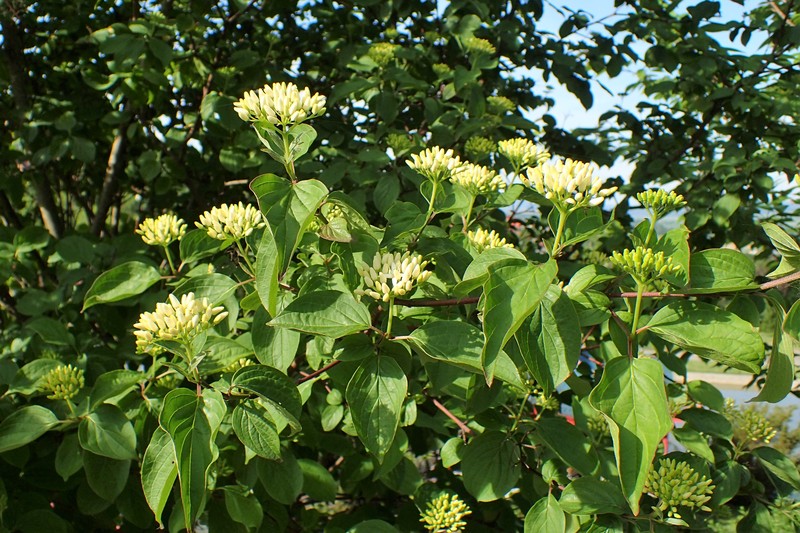 Cornus darvasica photo 3