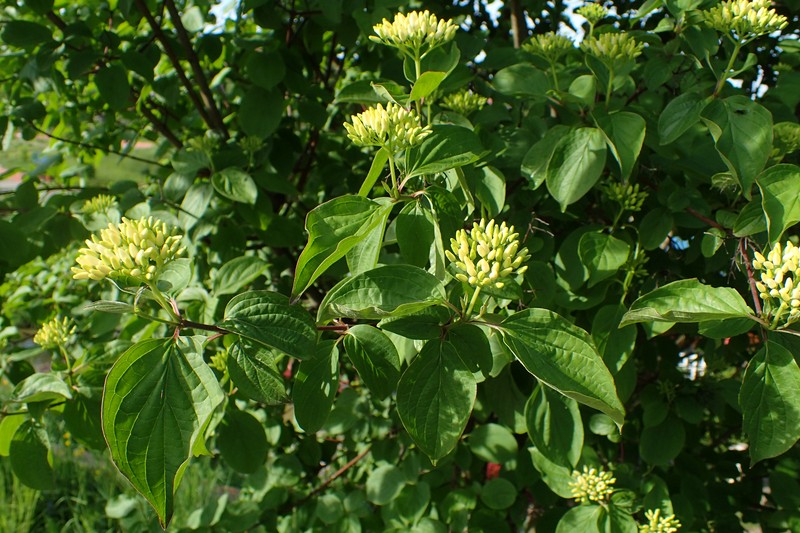 Cornus darvasica photo 4