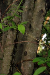 Cornus disciflora