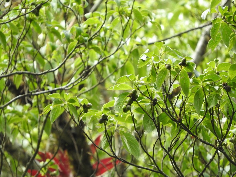 Cornus disciflora photo 3