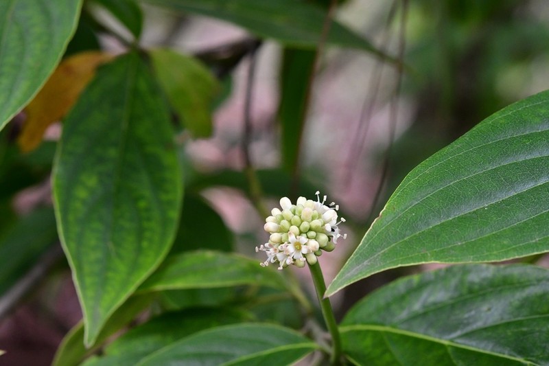 Cornus disciflora photo 4