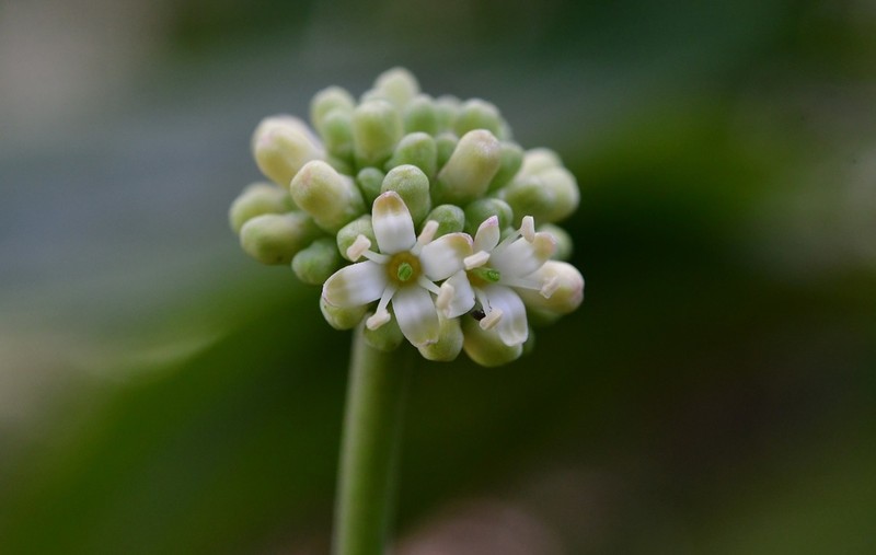 Cornus disciflora photo 5