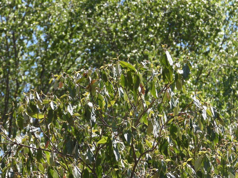 Cornus disciflora photo 7