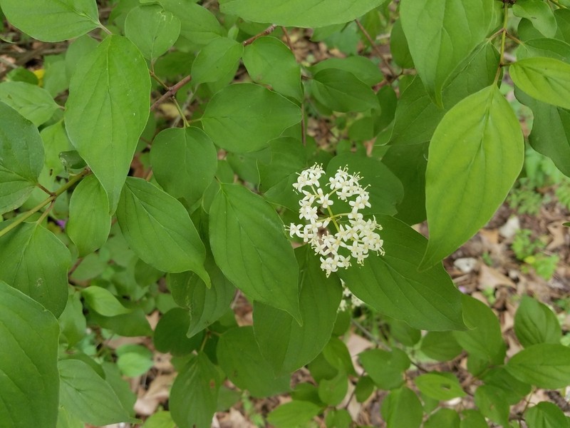 Roughleaf Dogwood photo 3
