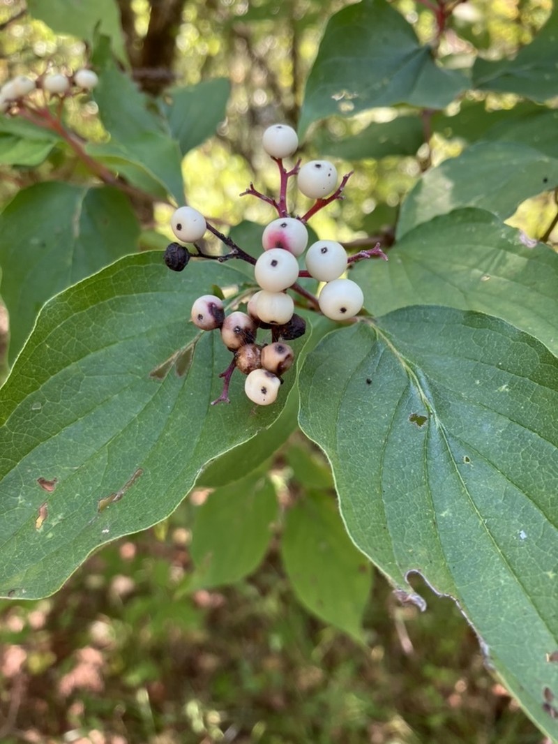 Roughleaf Dogwood photo 4