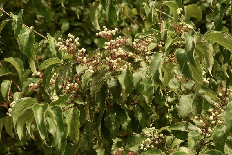 Roughleaf Dogwood photo 5