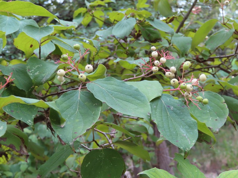 Roughleaf Dogwood