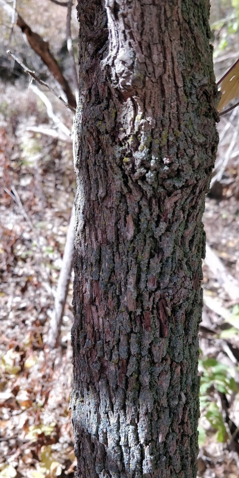 Roughleaf Dogwood photo 6