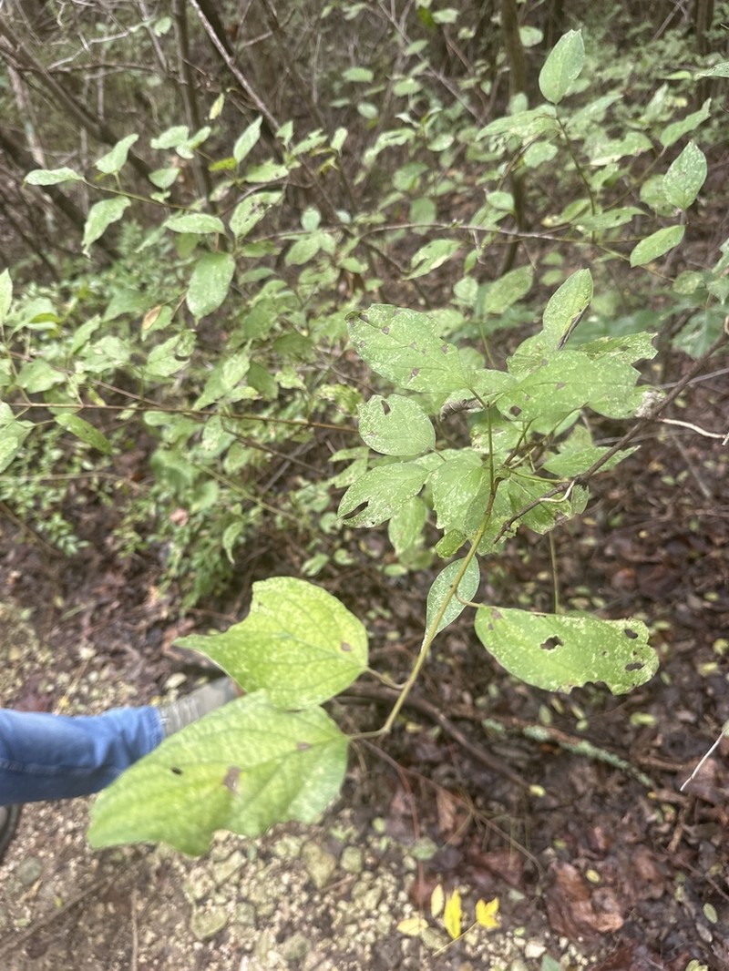 Roughleaf Dogwood photo 7