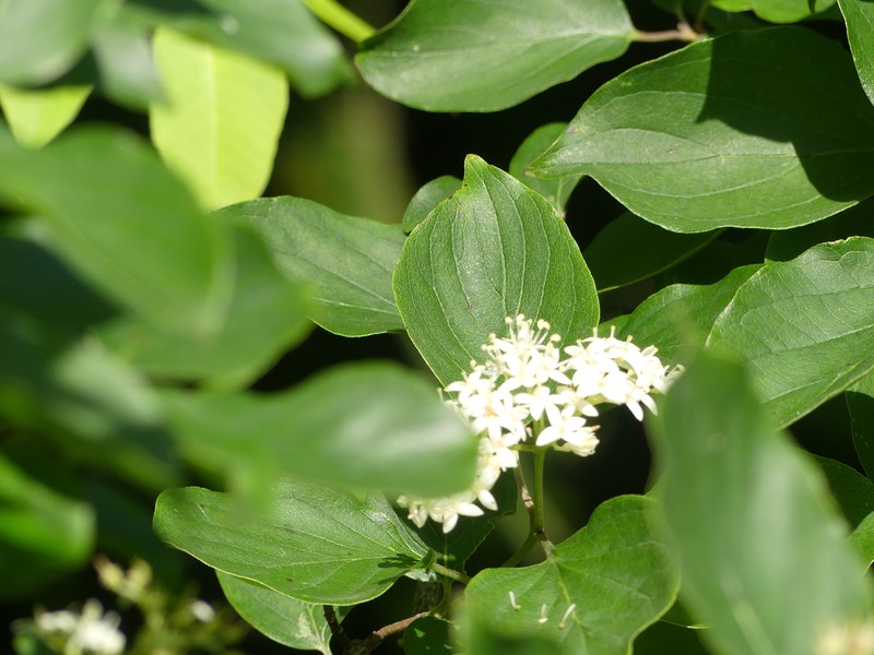 Roughleaf Dogwood photo 8