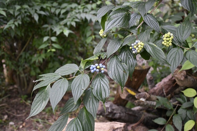 Cornus excelsa photo 2