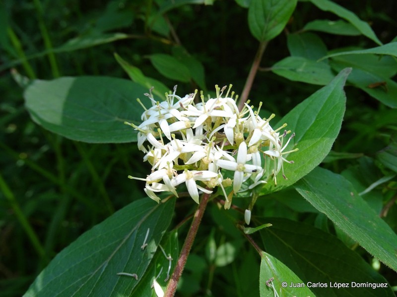 Cornus excelsa photo 3