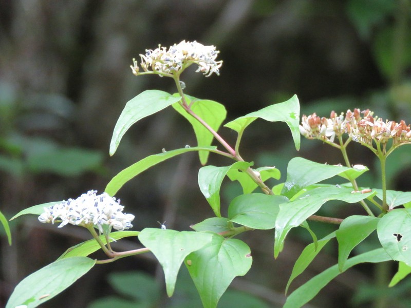 Cornus excelsa photo 4