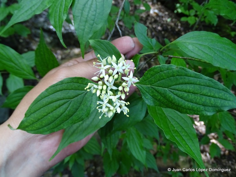 Cornus excelsa photo 5