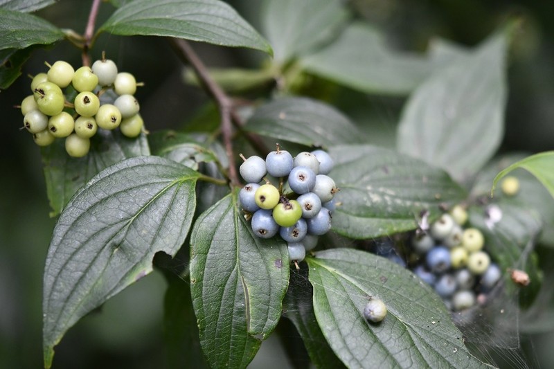 Cornus excelsa photo 6
