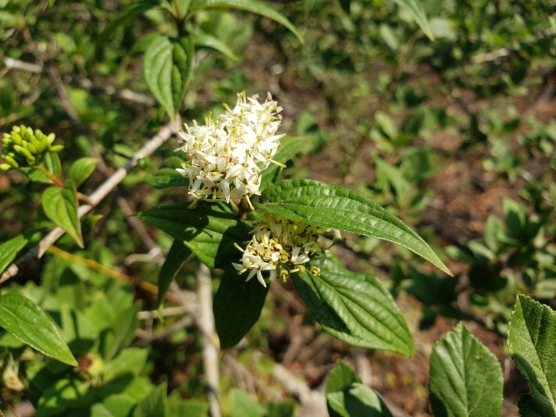 Cornus excelsa photo 7