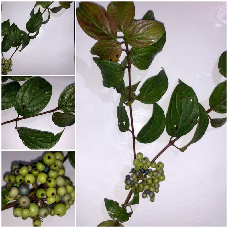 Cornus excelsa photo 8