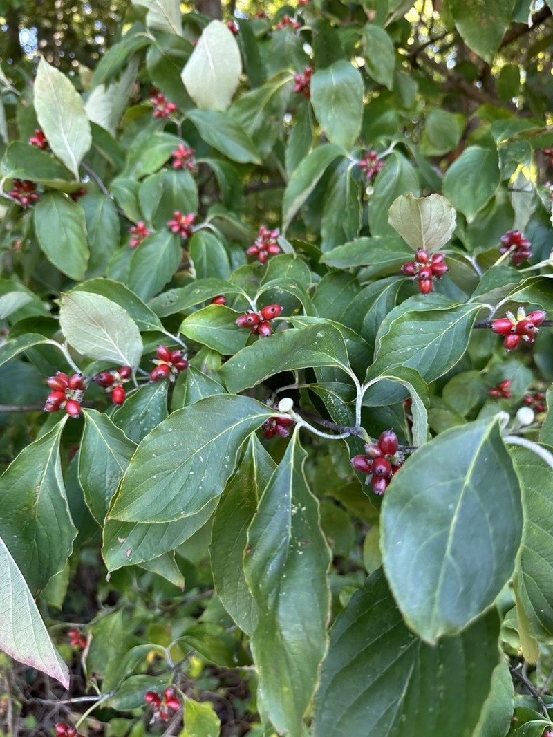Flowering Dogwood