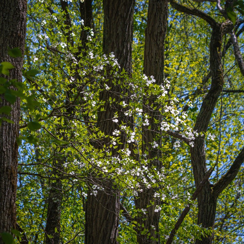 Flowering Dogwood photo 2