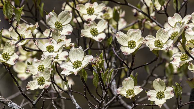 Flowering Dogwood photo 3