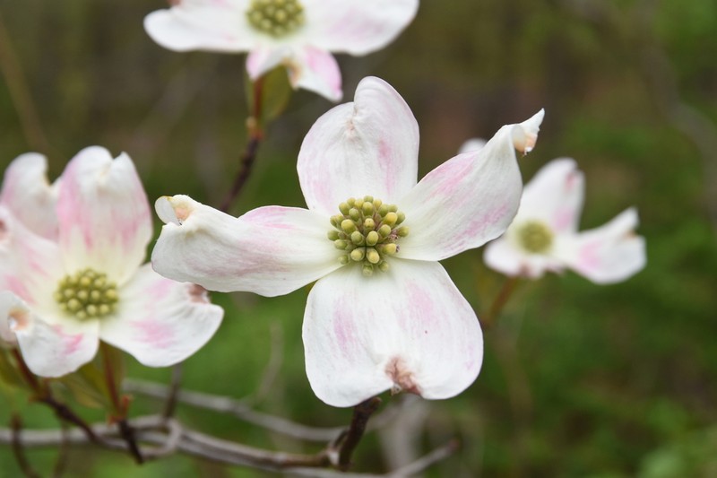 Flowering Dogwood photo 4