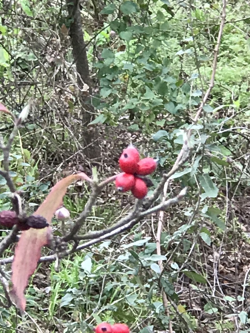 Flowering Dogwood photo 6