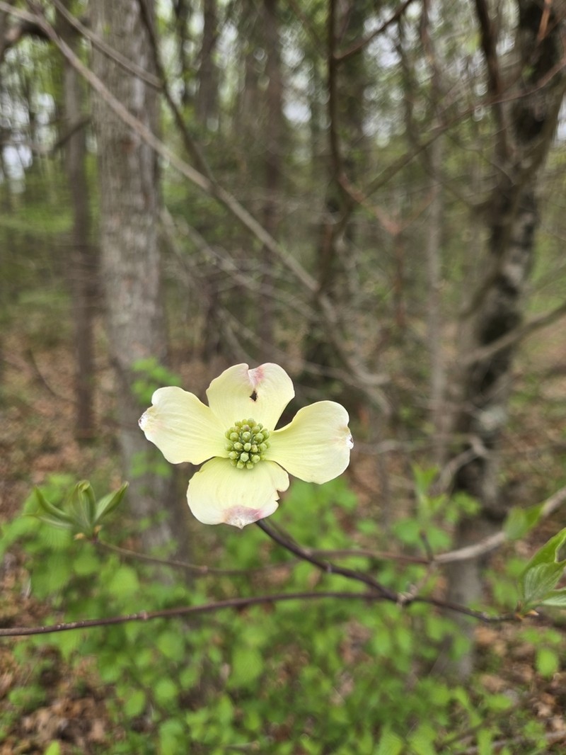 Flowering Dogwood photo 7