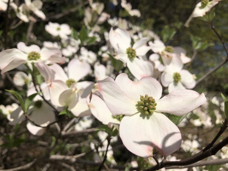 Flowering Dogwood photo 8