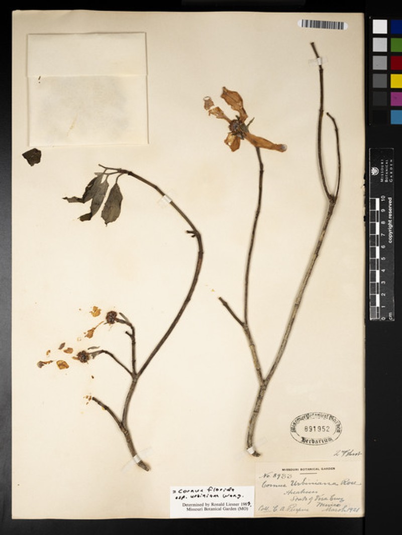 Cornus florida subsp. urbiniana