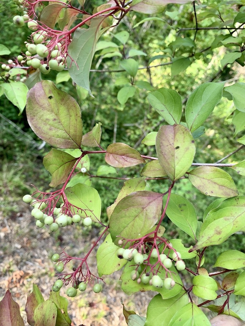 Stiff Dogwood photo 2