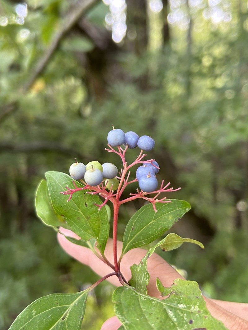Stiff Dogwood photo 3
