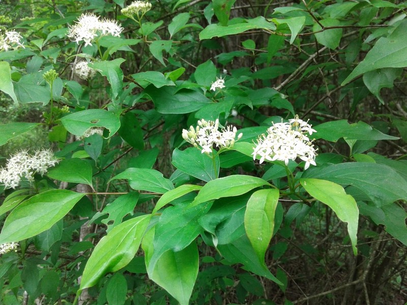 Stiff Dogwood photo 4