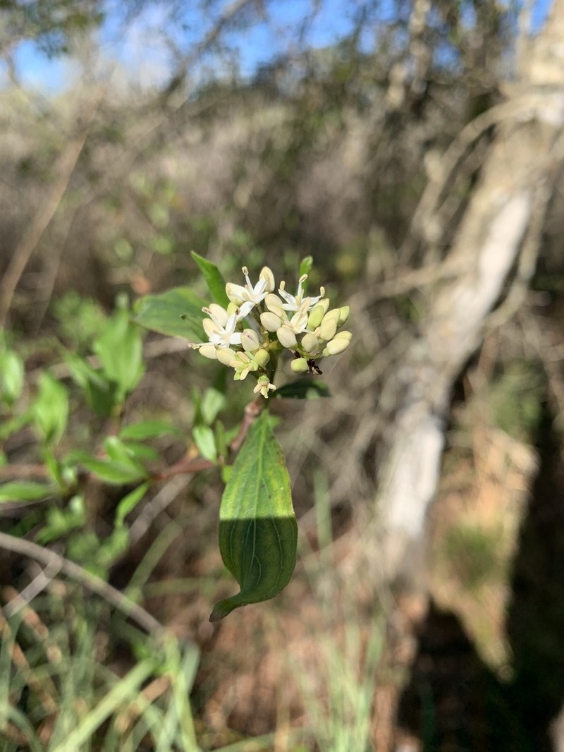 Stiff Dogwood photo 5