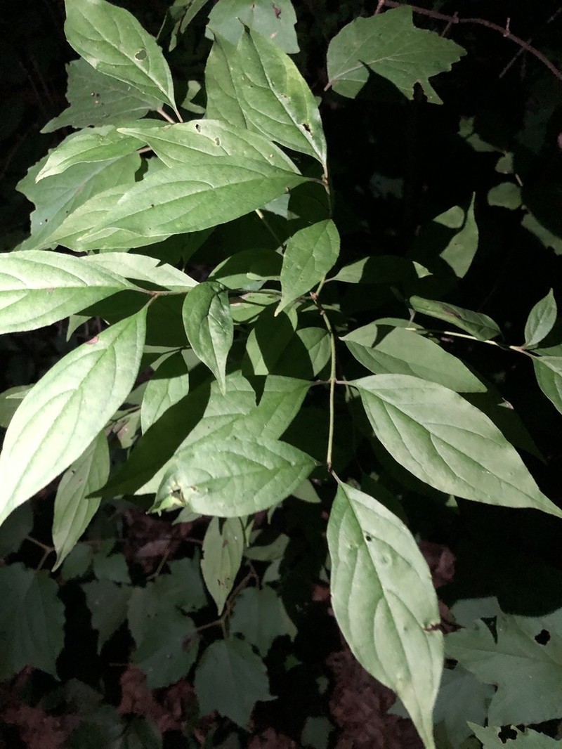 Stiff Dogwood photo 6