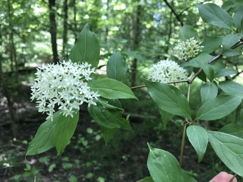 Stiff Dogwood photo 7