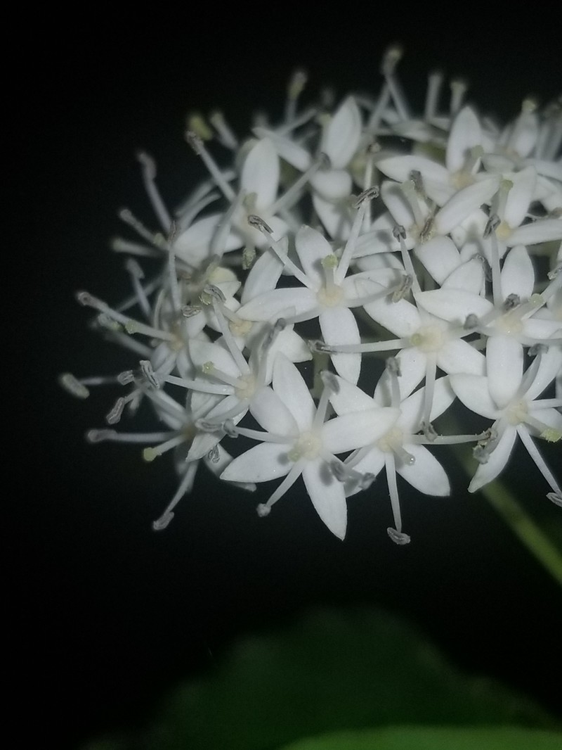 Stiff Dogwood photo 8