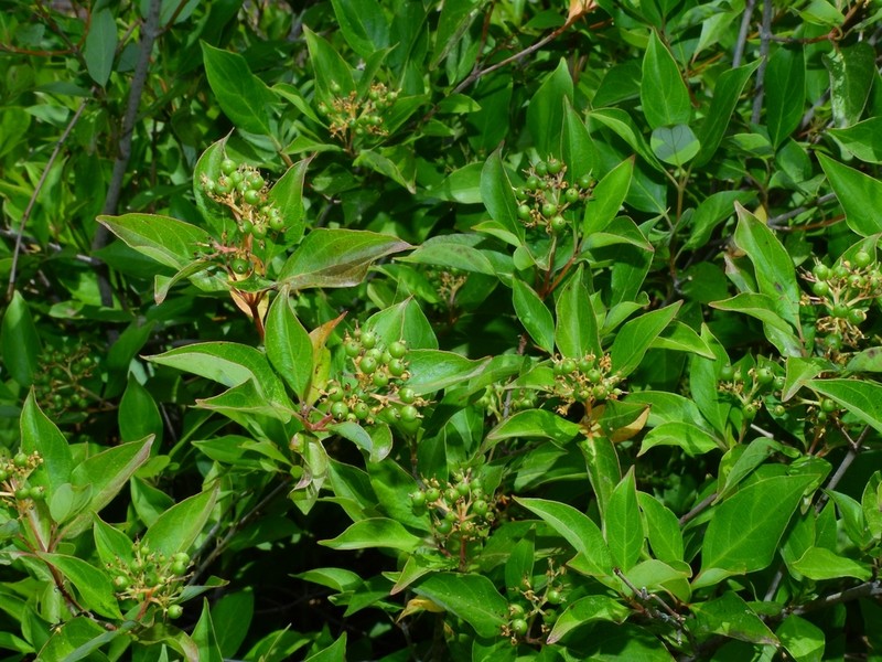Brown Dogwood