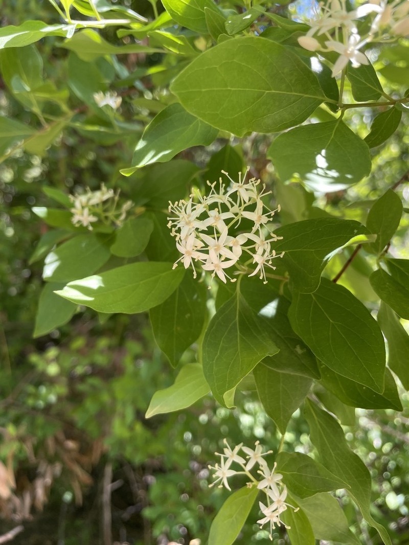 Brown Dogwood photo 2