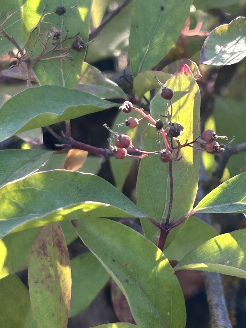 Brown Dogwood photo 3