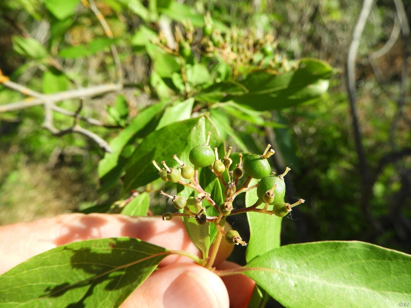 Brown Dogwood photo 4