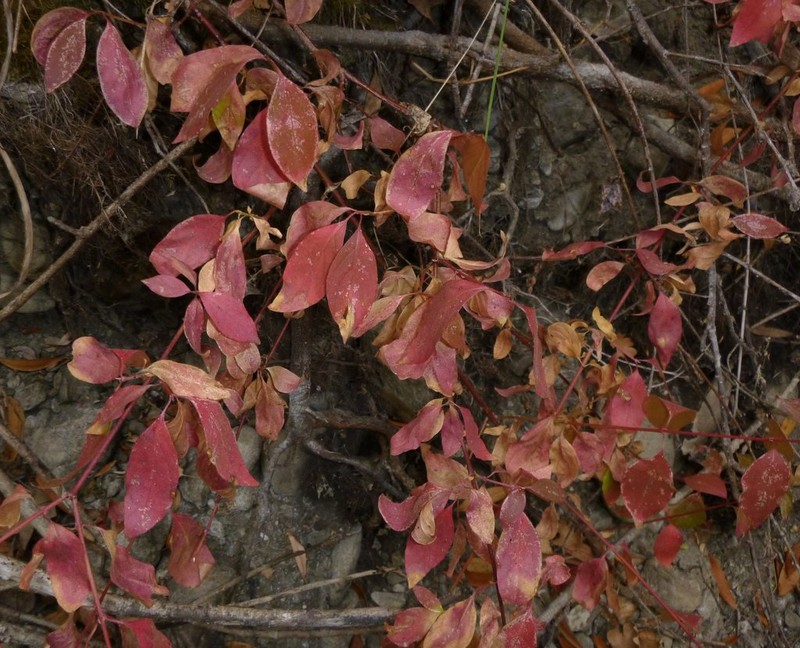 Brown Dogwood photo 5